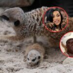 Cardi B & Biggie Are Meerkats Welcoming Their Fifth Pup Litter