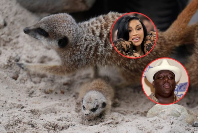 Cardi B & Biggie Are Meerkats Welcoming Their Fifth Pup Litter